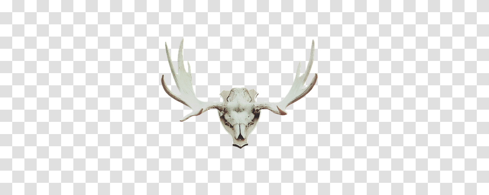 Antler Animals, Antelope, Wildlife, Mammal Transparent Png