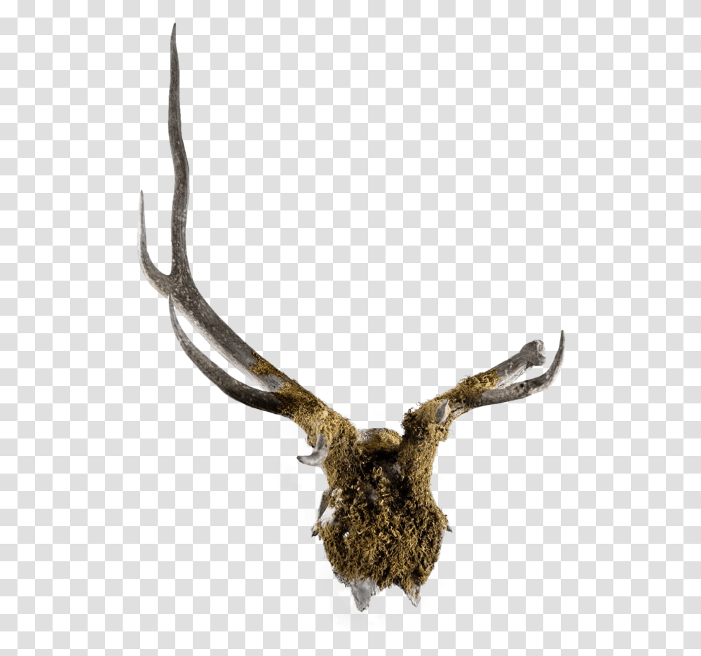 Antler, Animal, Mammal, Deer Transparent Png