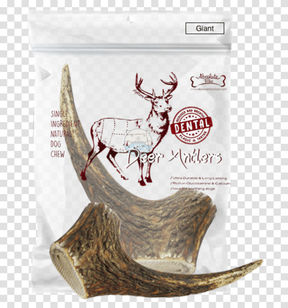 Antler, Antelope, Wildlife, Mammal, Animal Transparent Png