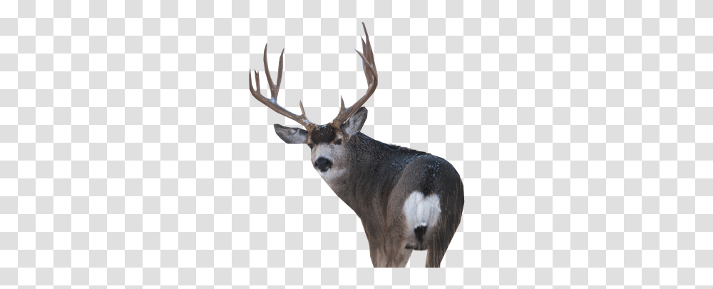 Antler, Antelope, Wildlife, Mammal, Animal Transparent Png