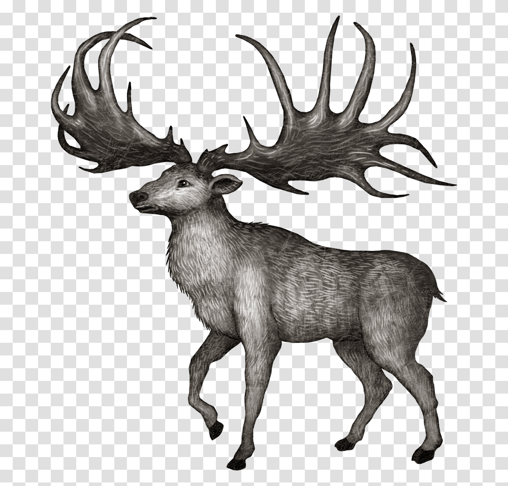 Antler, Elk, Deer, Wildlife, Mammal Transparent Png