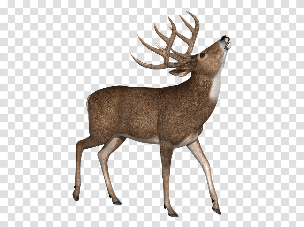 Antler, Elk, Deer, Wildlife, Mammal Transparent Png