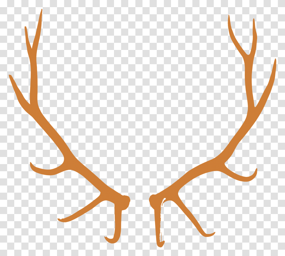 Antler, Elk, Deer, Wildlife, Mammal Transparent Png