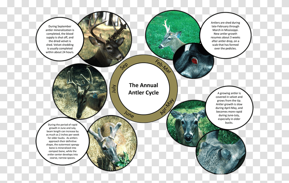 Antler Growth Figure Deer Antler Growth Cycle, Animal, Mammal, Wildlife, Dog Transparent Png