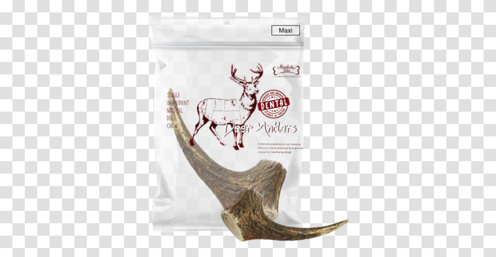 Antler, Horse, Mammal, Animal, Antelope Transparent Png