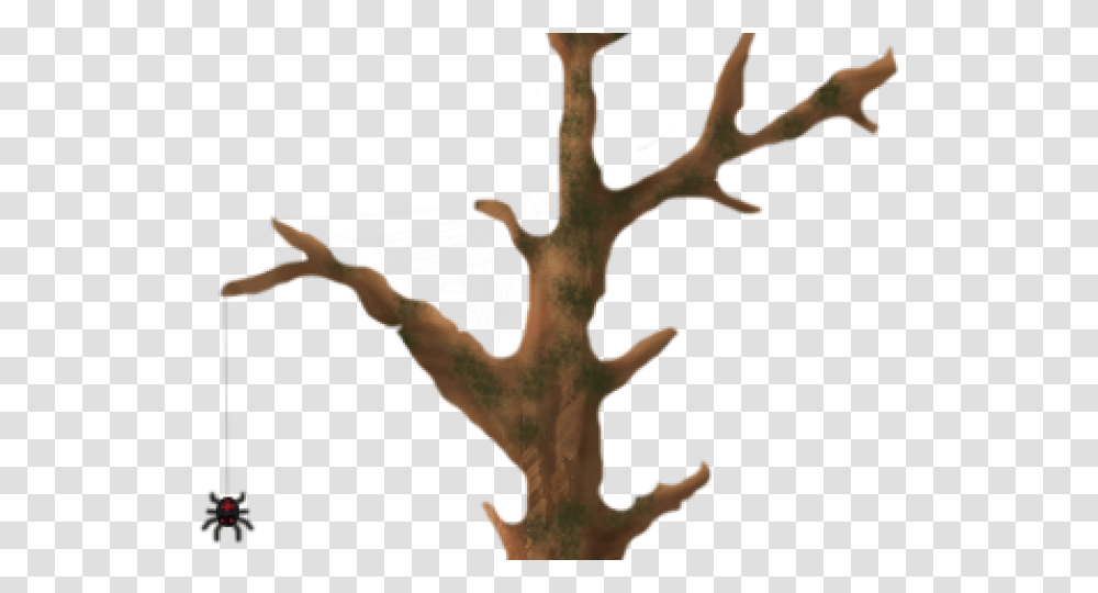 Antler, Tree, Plant, Person, Nature Transparent Png