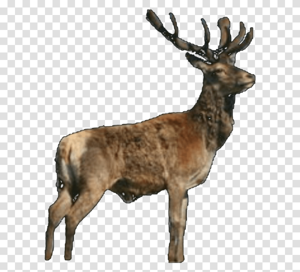 Antler, Wildlife, Animal, Mammal, Deer Transparent Png