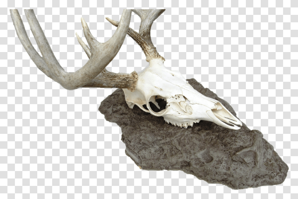 Antlerock Deer Skull Mount Skull, Bird, Animal, Fungus, Fossil Transparent Png