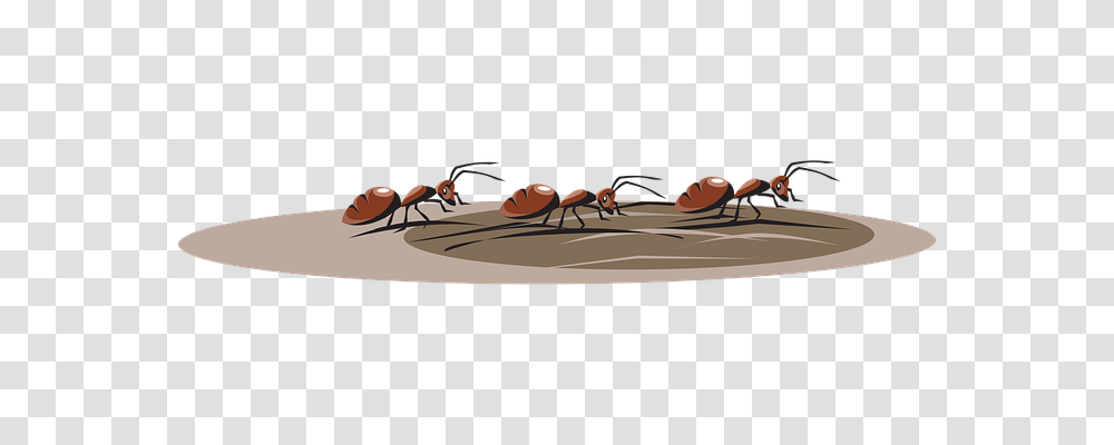 Ants Holiday, Insect, Invertebrate, Animal Transparent Png