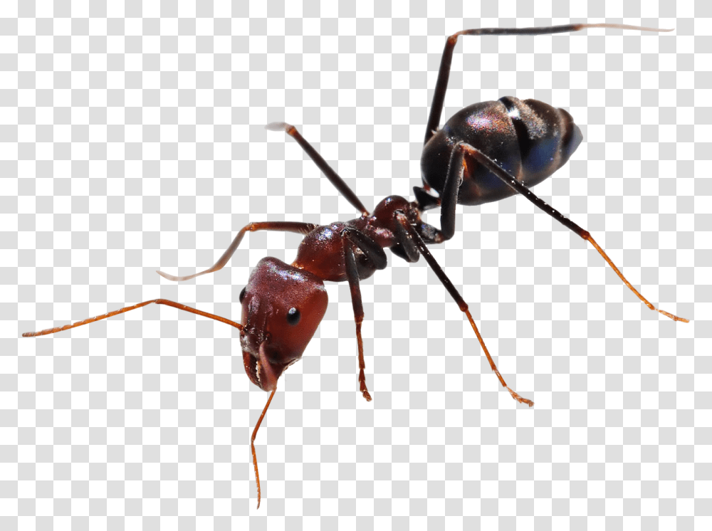 Ants Ant, Insect, Invertebrate, Animal, Spider Transparent Png