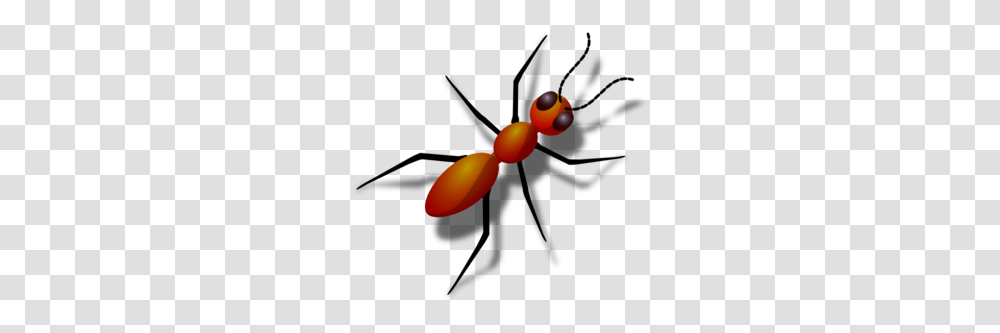 Ants Clip Art, Insect, Invertebrate, Animal Transparent Png