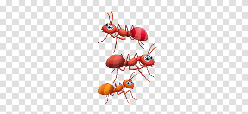 Ants Clipart Gallery Images, Invertebrate, Animal, Insect Transparent Png