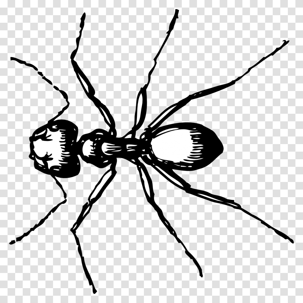 Ants Clipart Line Drawing Ant Clip Art, Insect, Invertebrate, Animal, Stencil Transparent Png
