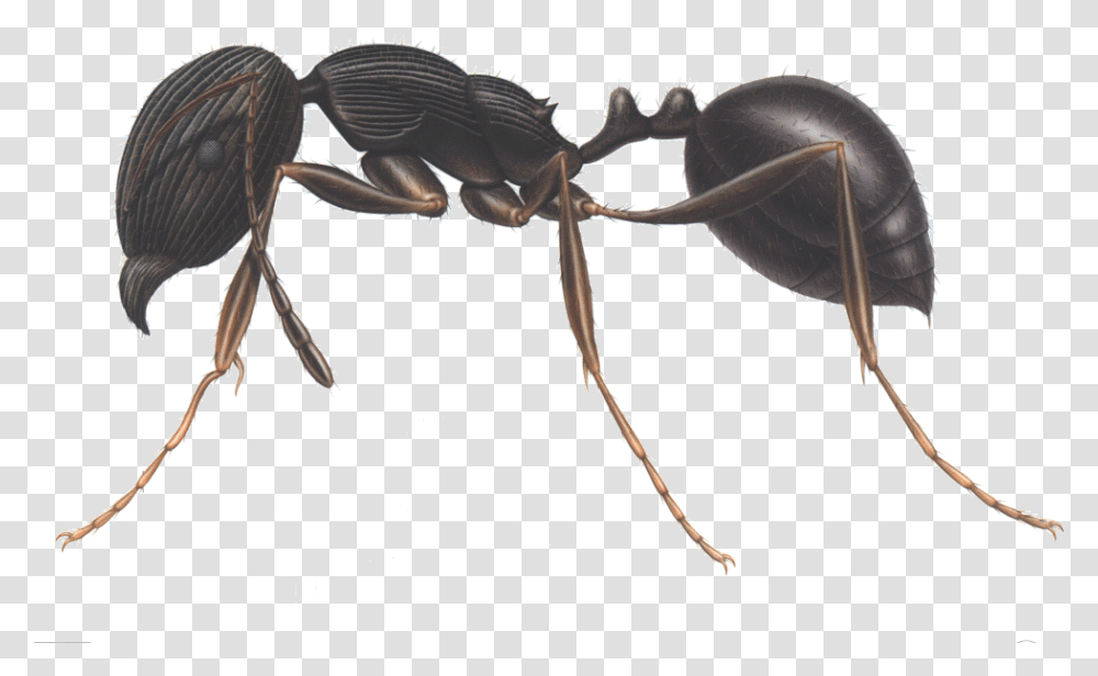 Ants Clipart Three Carpenter Ant Identification, Insect, Invertebrate, Animal, Bird Transparent Png