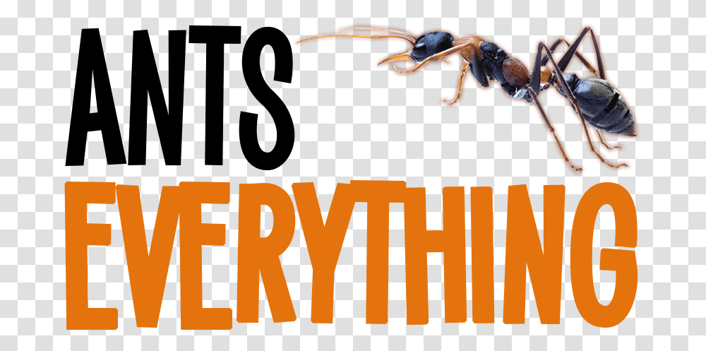 Ants Everything Ants Everything, Animal, Invertebrate, Insect, Wasp Transparent Png