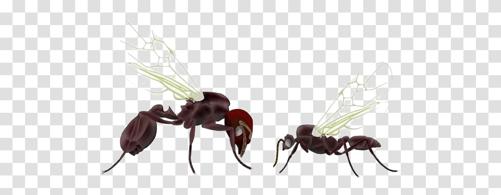 Ants Free Images Queen Ant, Shoe, Footwear, Clothing, Apparel Transparent Png