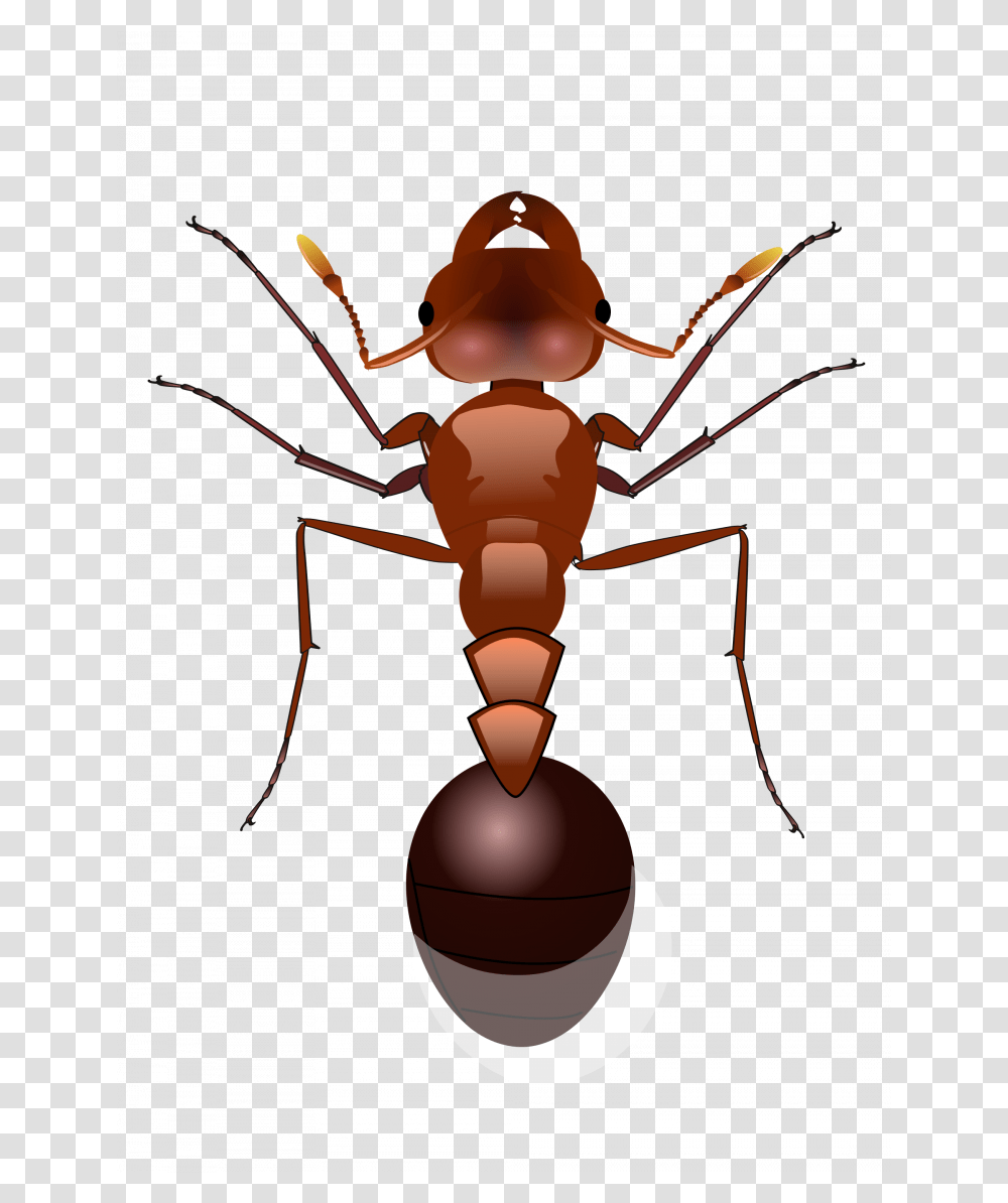 Ants Image Without Background Ant, Lamp, Insect, Invertebrate, Animal Transparent Png