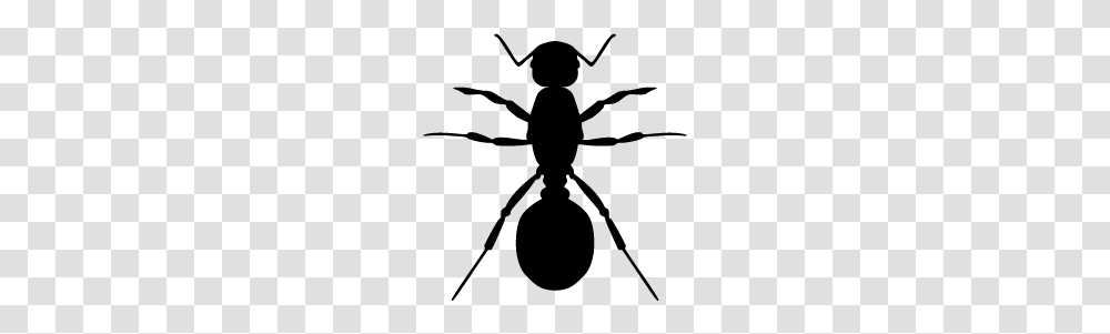 Ants Images Free Download Ant, Animal, Invertebrate, Insect, Bow Transparent Png