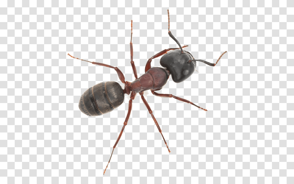 Ants Insect, Invertebrate, Animal, Spider, Arachnid Transparent Png
