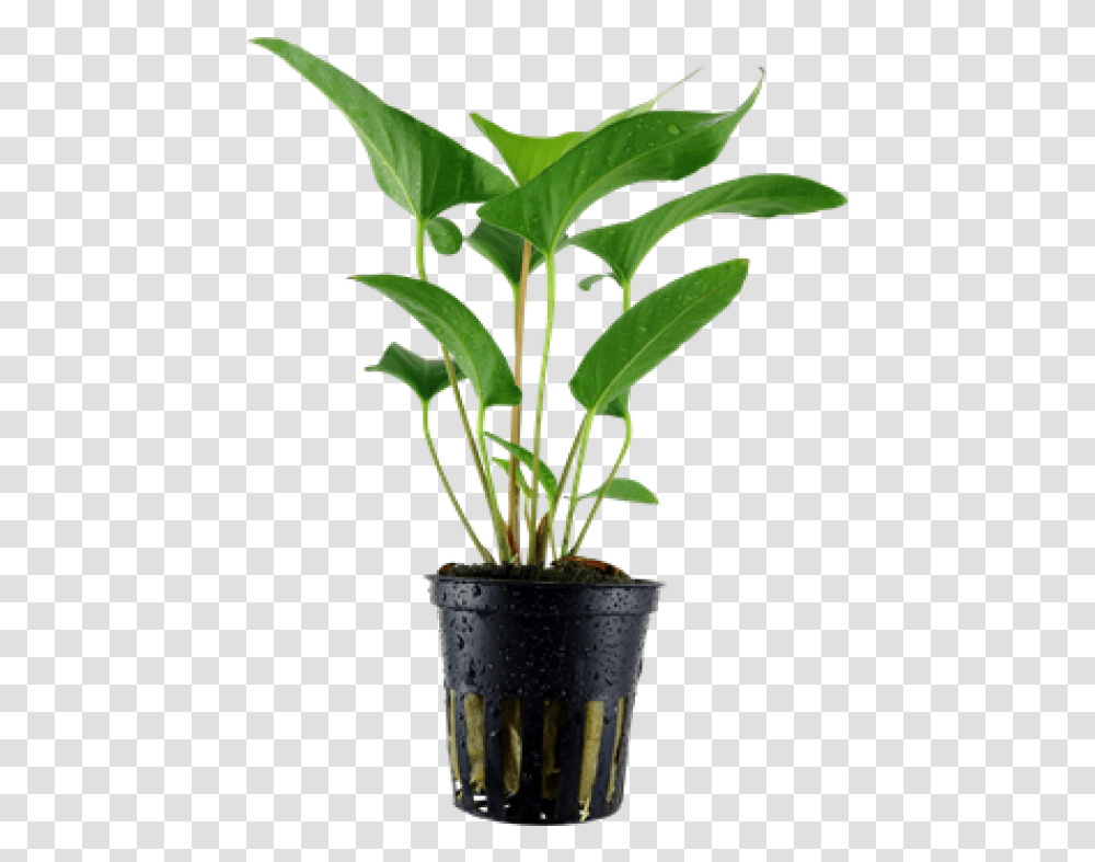 Anubias Gracilis Tropica, Plant, Leaf, Tree, Flower Transparent Png