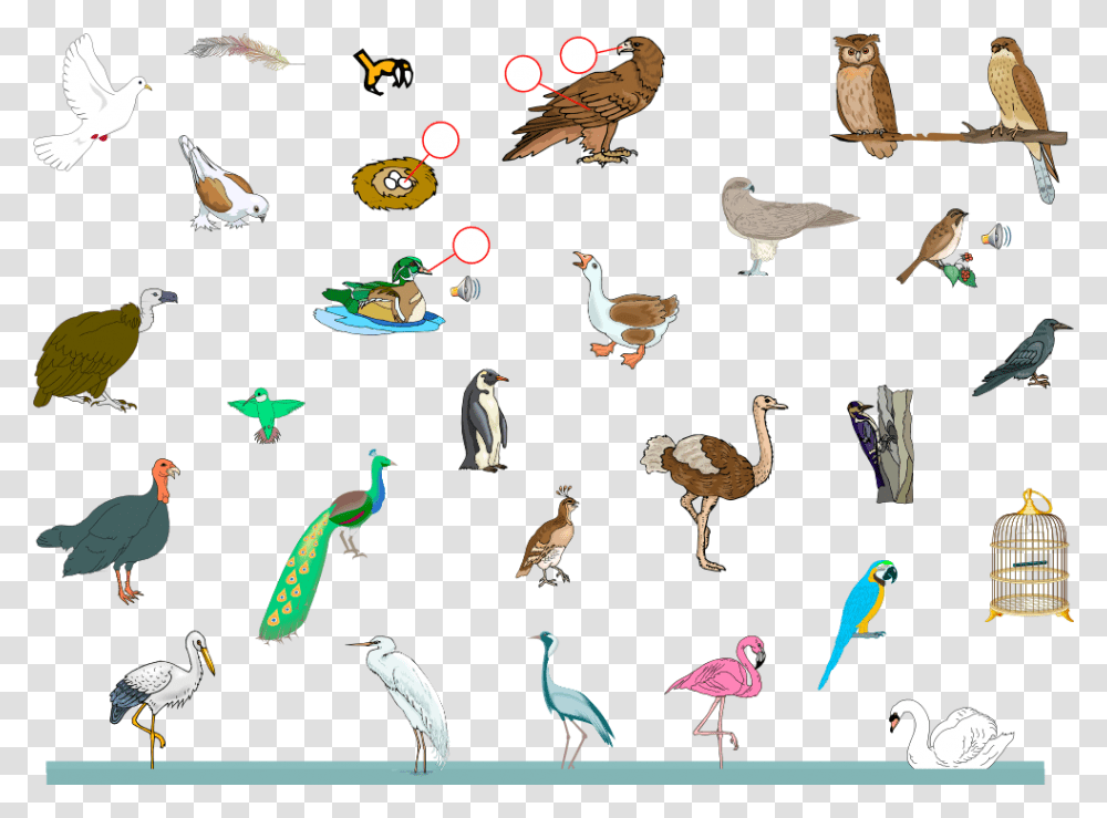 Any Ten Birds Name, Animal, Penguin, Honey Bee, Insect Transparent Png