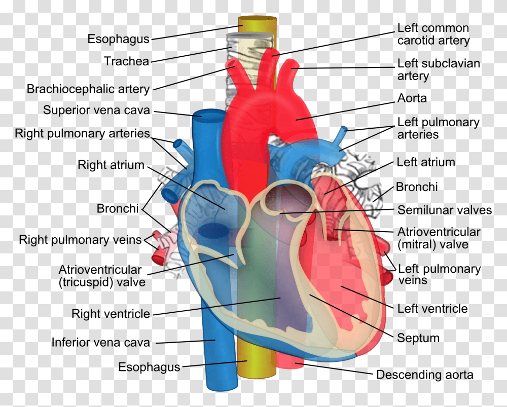 Aorta Trachea Esophagus Difference Between Coronary Artery And Pulmonary Artery, Graphics, Plot, Throat, Diagram Transparent Png