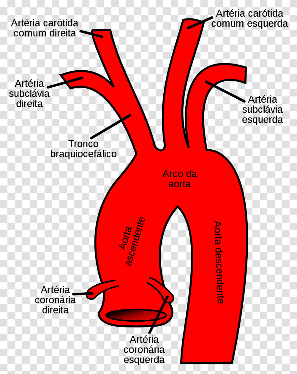 Aortic Arch, Plant, Apparel, Inflatable Transparent Png