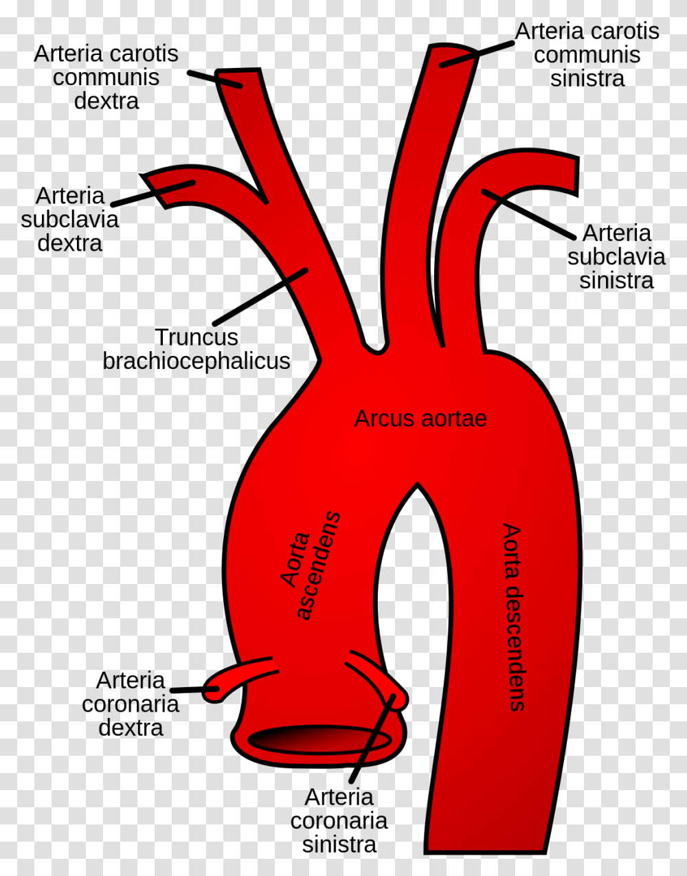 Aortic Arch, Plant, Vegetable, Food, Root Transparent Png