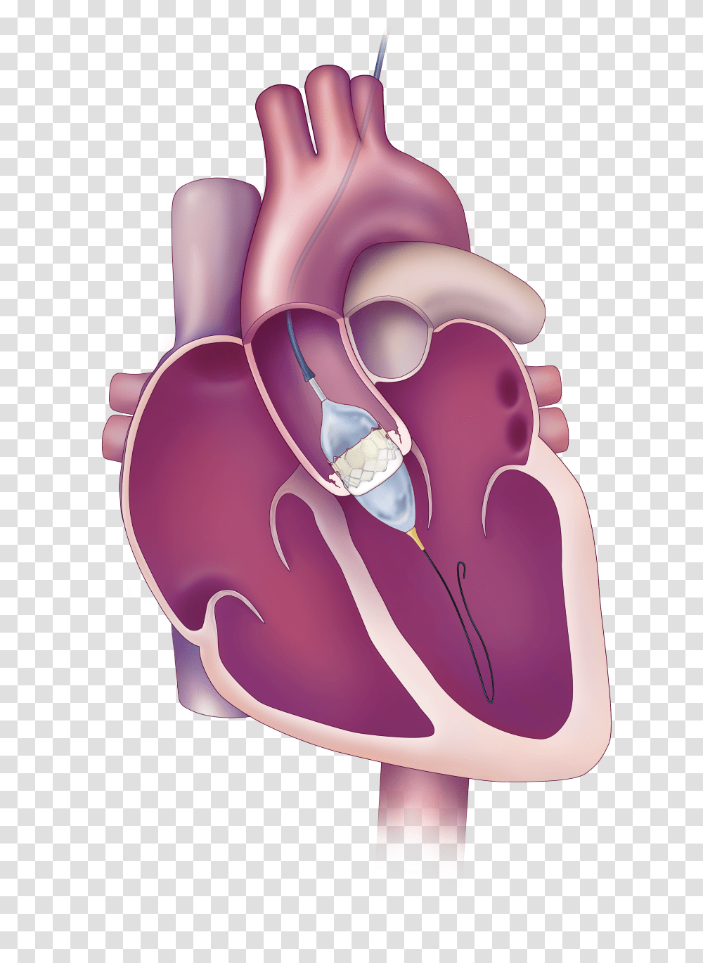 Aortic Valve, Plant, Purple, Stomach, Heart Transparent Png