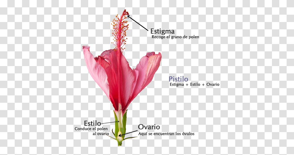Aparato Reproductor Feminino Flores Lily, Plant, Flower, Blossom, Pollen Transparent Png