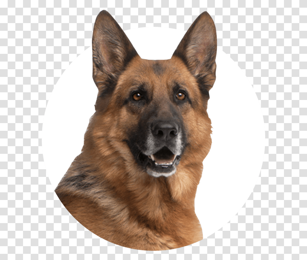 Apartheid South African Police Dogs, Pet, Canine, Animal, Mammal Transparent Png