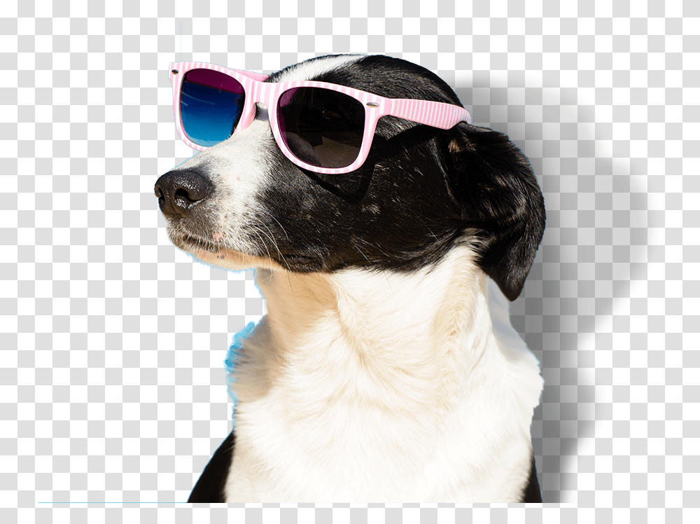 Apartments Pet Friendly Marketing, Sunglasses, Accessories, Accessory, Dog Transparent Png