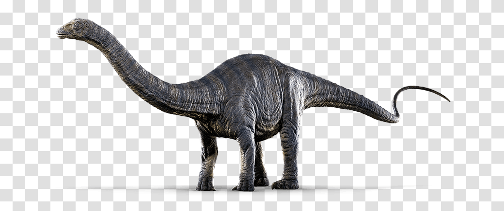 Apatosaurus Sp, Dinosaur, Reptile, Animal, T-Rex Transparent Png