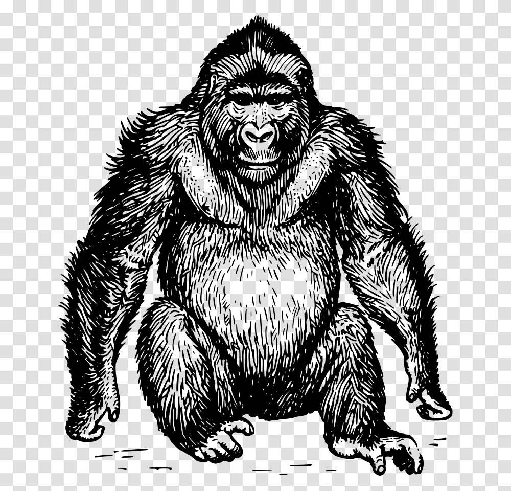 Ape 3 Cute Svg Clip Arts Ape Clipart Black And White, Gray, World Of Warcraft Transparent Png
