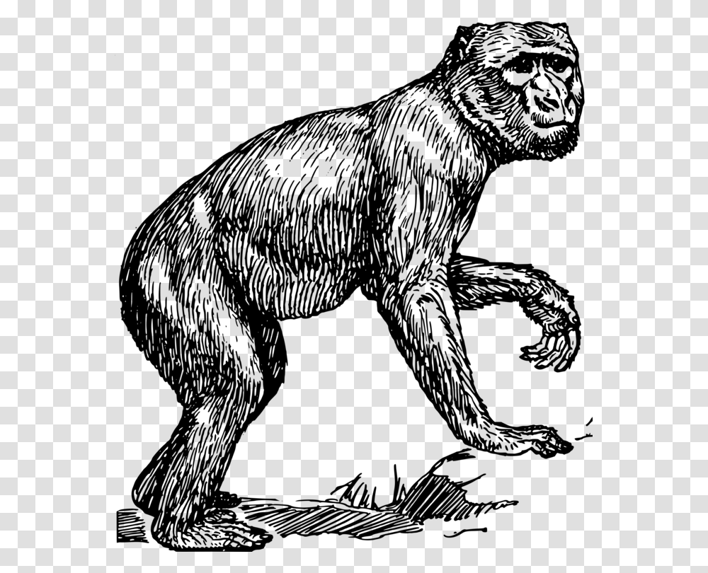 Ape Ape Clipart Black And White, Gray, World Of Warcraft Transparent Png