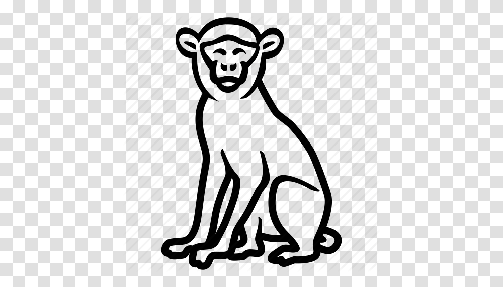 Ape Baboon Macaque Monkey Primate Icon, Kneeling, Photography, Pet Transparent Png