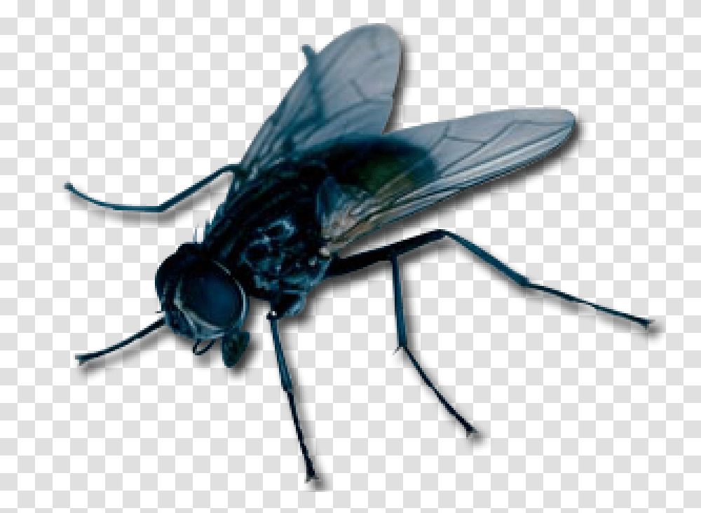 Apex Pest Control Llc, Fly, Insect, Invertebrate, Animal Transparent Png