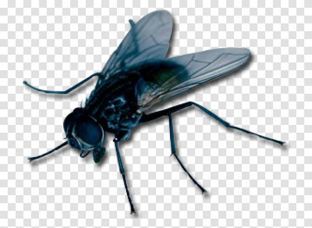 Apex Pest Control Llc Services, Fly, Insect, Invertebrate, Animal Transparent Png