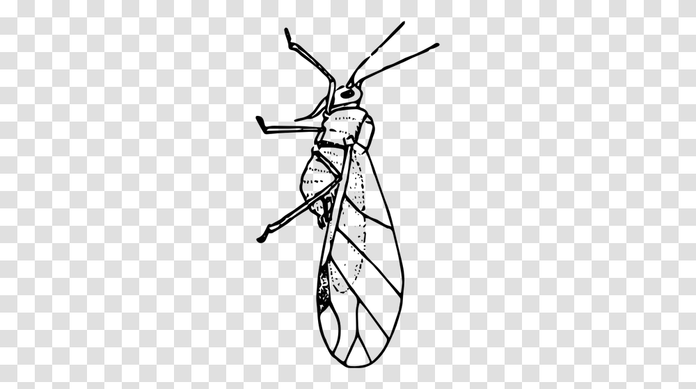Aphid Image, Gray, World Of Warcraft Transparent Png