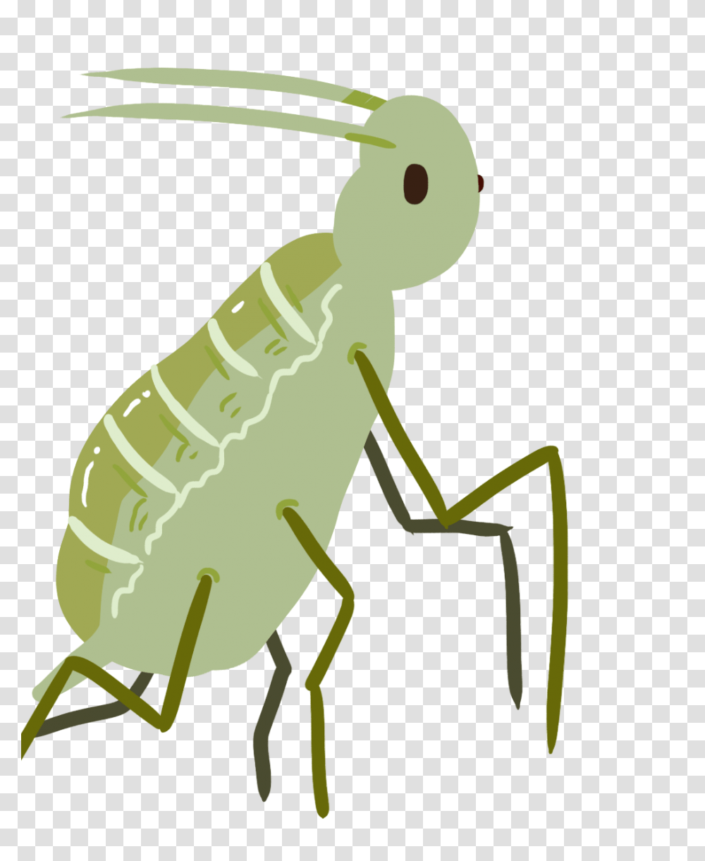 Aphids Clipart Gallery Images, Animal, Invertebrate, Insect, Grasshopper Transparent Png
