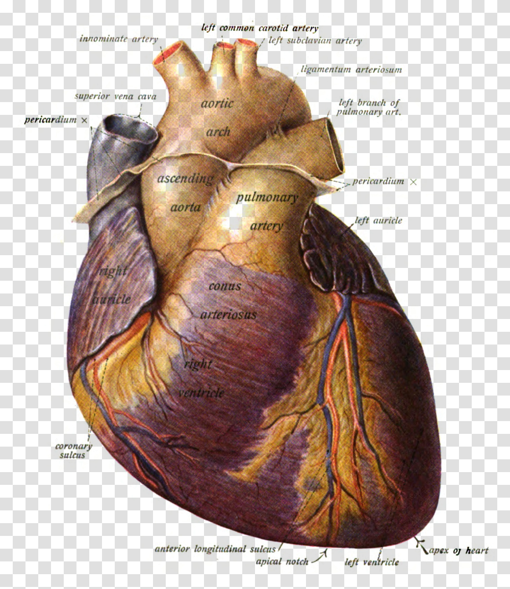 Apical Notch Of Heart Transparent Png