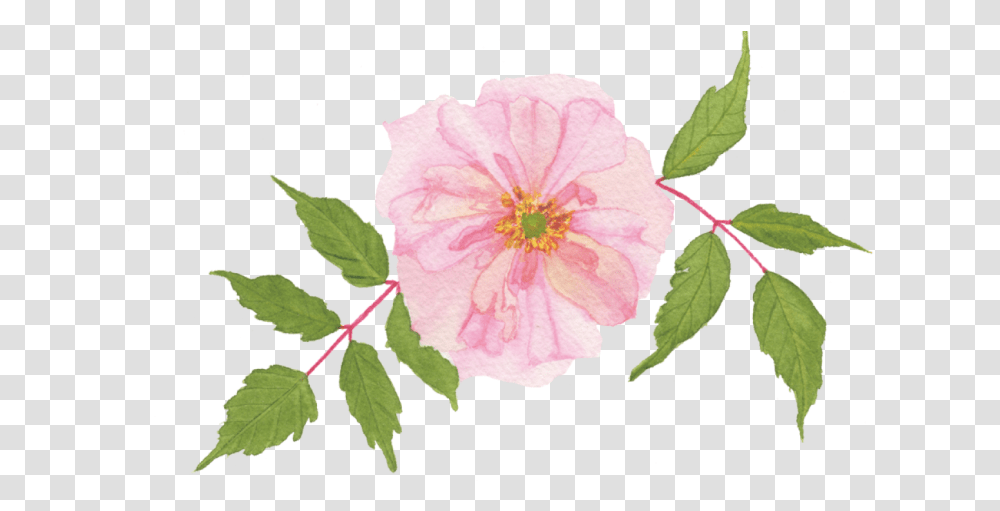 Apink Rosa Gallica, Plant, Hibiscus, Flower, Blossom Transparent Png