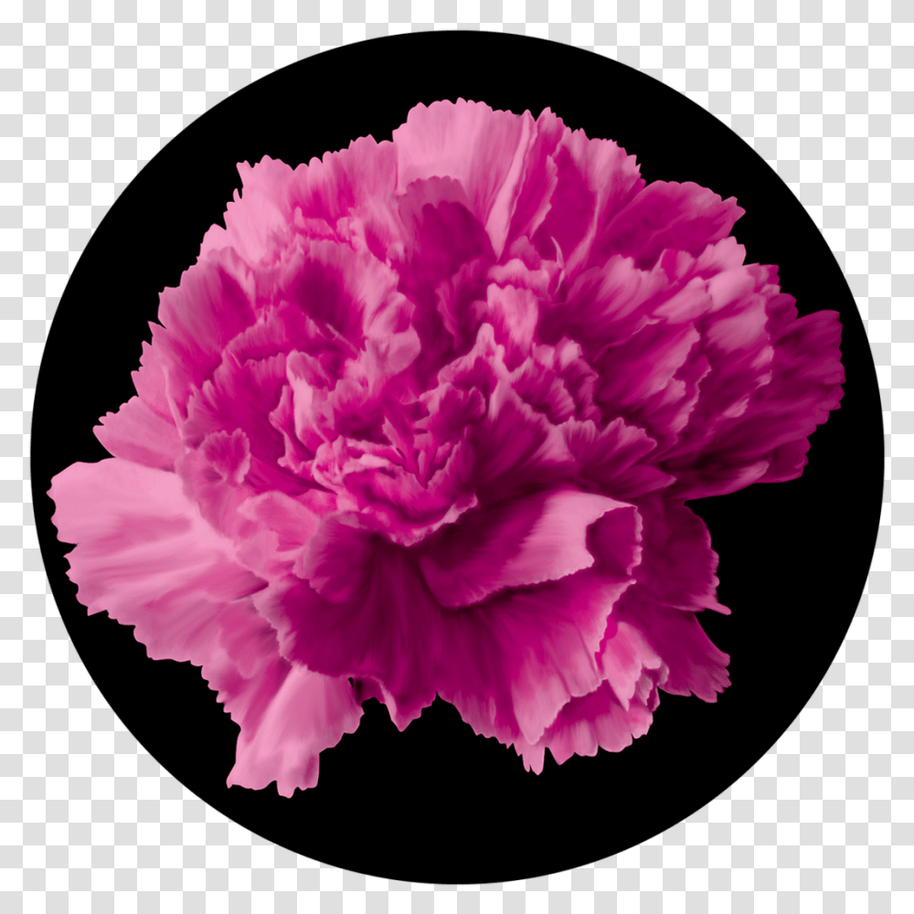 Apollo Pink Carnation Carnation, Plant, Flower, Blossom Transparent Png