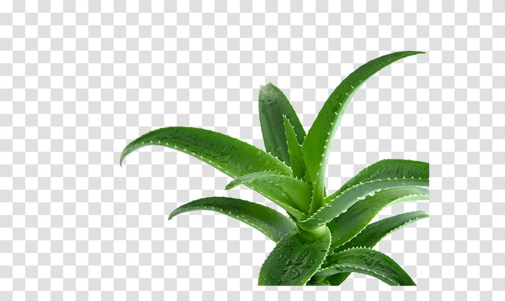 Apologetics Press, Aloe, Plant, Green, Leaf Transparent Png