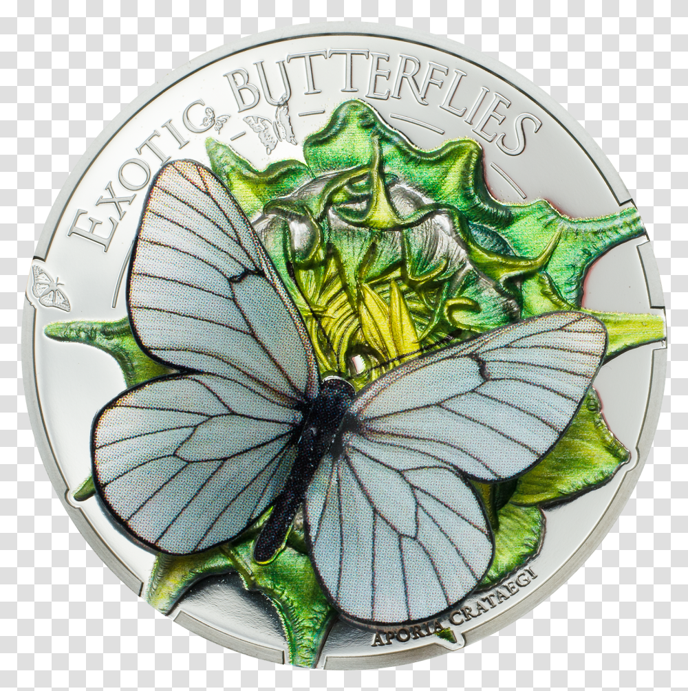 Aporia Crataegi Butterfly 3d Silver Coin 500 Togrog 3d Mince Vyrocie Transparent Png