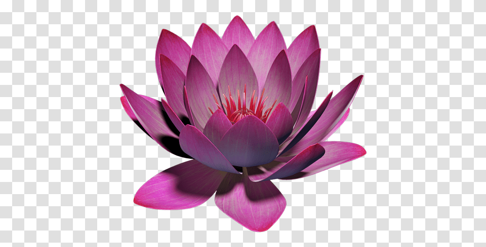App Insights Lotus Flower 3d Apptopia Sacred Lotus, Plant, Lily, Blossom, Pond Lily Transparent Png