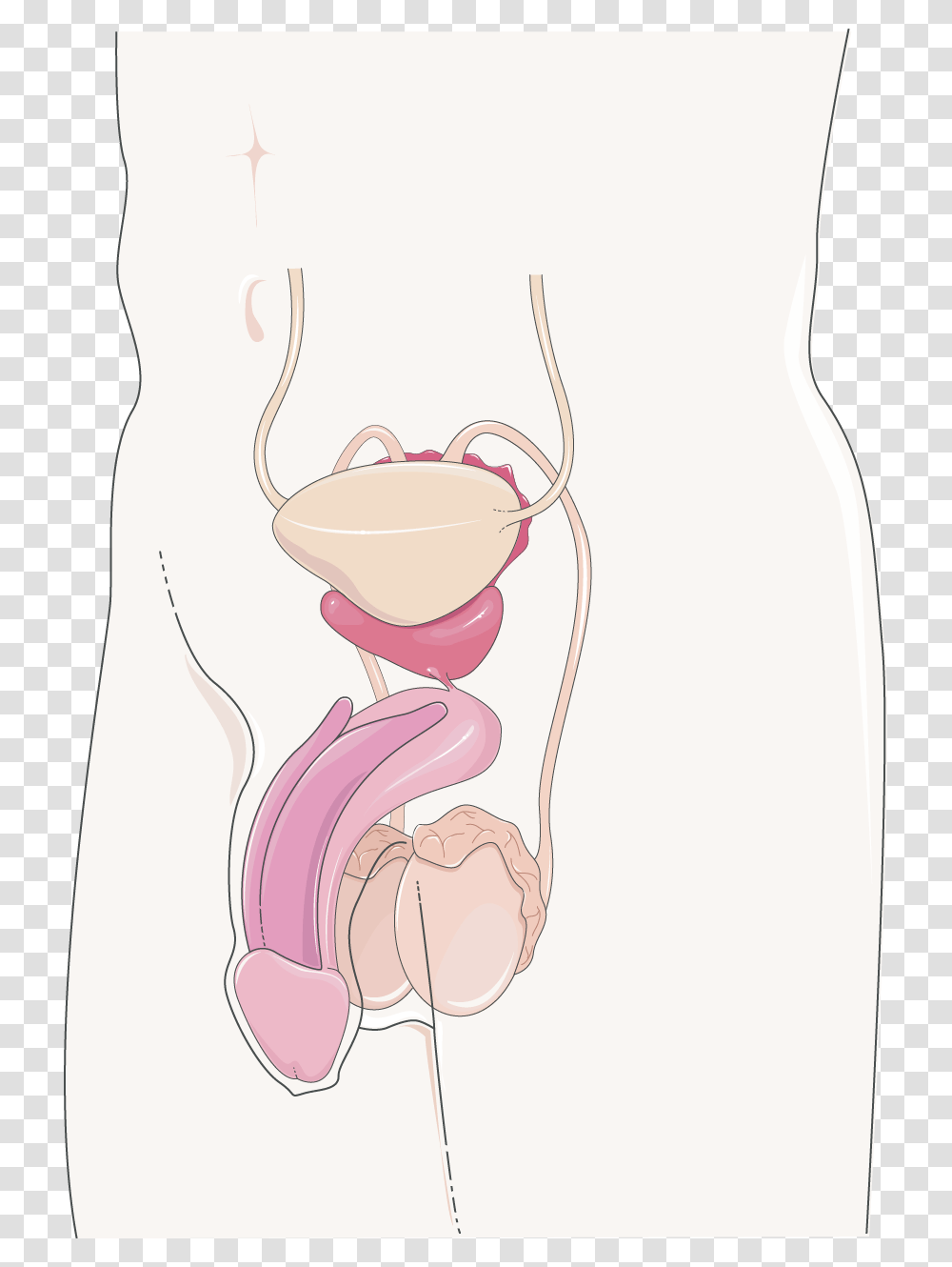 Appareil Gnital Masculin Servier Medical Art Reproductive Male, Stomach, Hip Transparent Png