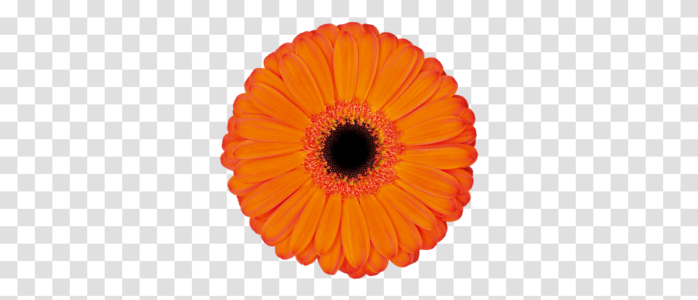 Applause Gerja Helden Cut Flowers, Plant, Blossom, Daisy, Daisies Transparent Png