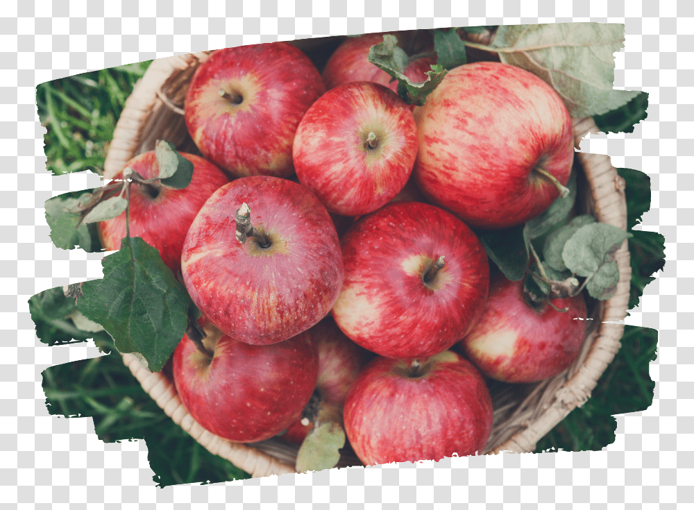 Apple Basket Mcintosh, Plant, Fruit, Food, Bird Transparent Png