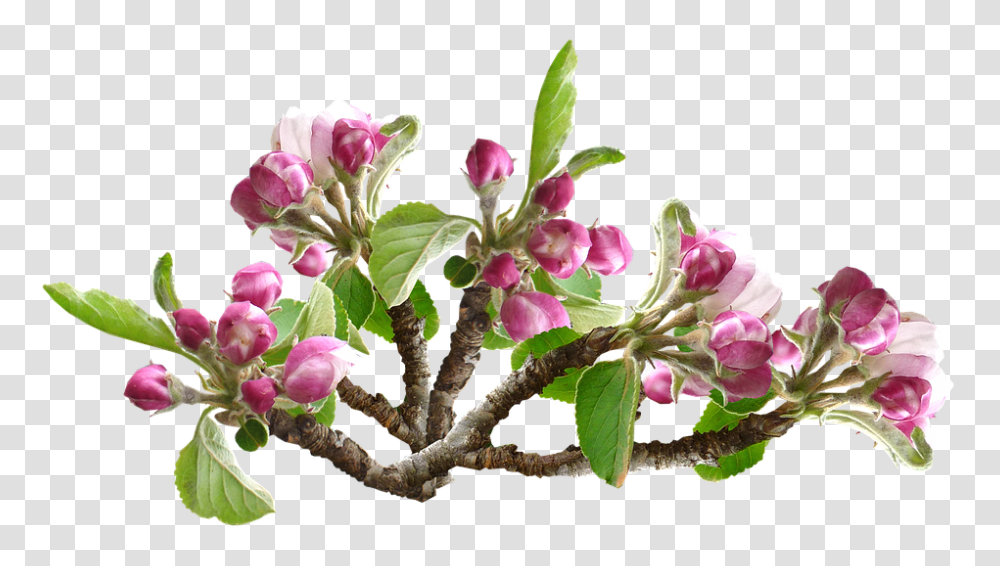Apple Blossom 960, Flower, Ikebana, Vase Transparent Png